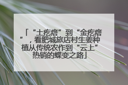 “土疙瘩”到“金疙瘩”，看肥城旅店村生姜种植从传统农作到“云上”热销的蝶变之路