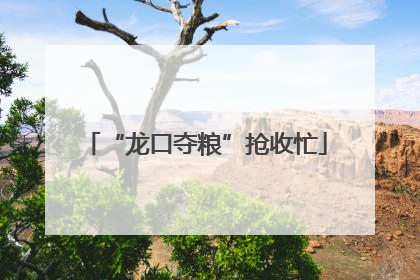 “龙口夺粮”抢收忙