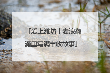 爱上潍坊丨麦浪翻涌里写满丰收故事
