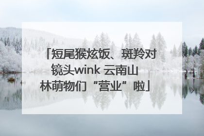 短尾猴炫饭、斑羚对镜头wink 云南山林萌物们“营业”啦