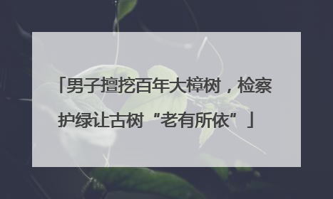 男子擅挖百年大樟树，检察护绿让古树“老有所依”