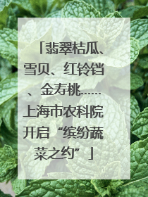 翡翠桔瓜、雪贝、红铃铛、金寿桃……上海市农科院开启“缤纷蔬菜之约”
