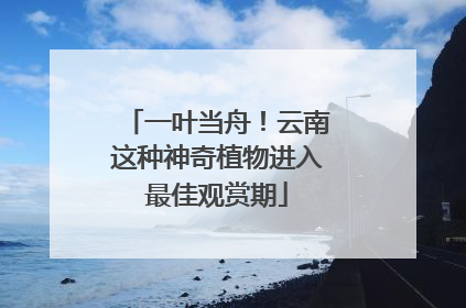 一叶当舟！云南这种神奇植物进入最佳观赏期
