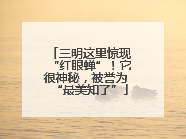 三明这里惊现“红眼蝉”！它很神秘，被誉为“最美知了”