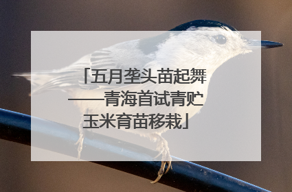 五月垄头苗起舞——青海首试青贮玉米育苗移栽
