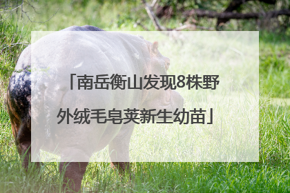 南岳衡山发现8株野外绒毛皂荚新生幼苗