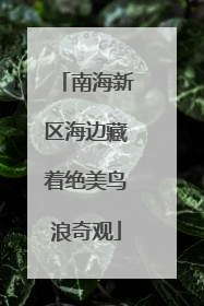南海新区海边藏着绝美鸟浪奇观