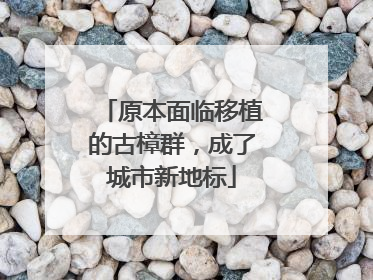 原本面临移植的古樟群，成了城市新地标