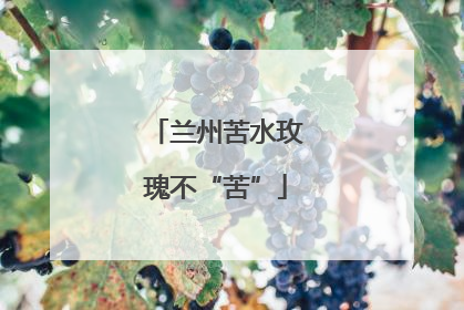 兰州苦水玫瑰不“苦”