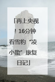 再上央视！16分钟看雪豹“凌小蛰”康复日记