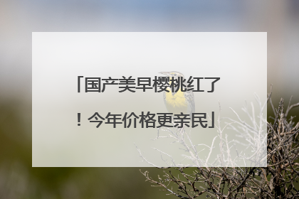 国产美早樱桃红了！今年价格更亲民