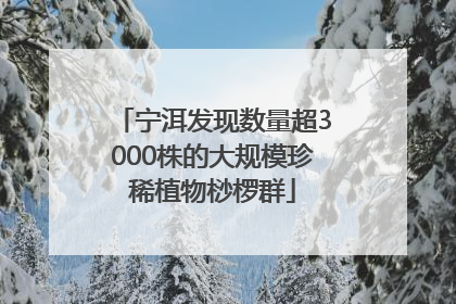 宁洱发现数量超3000株的大规模珍稀植物桫椤群