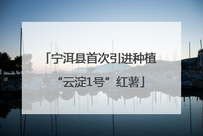 宁洱县首次引进种植“云淀1号”红薯