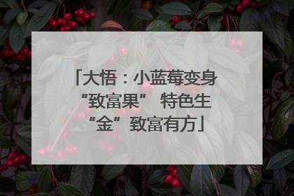 大悟：小蓝莓变身“致富果” 特色生“金”致富有方