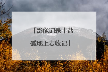 影像记录丨盐碱地上麦收记