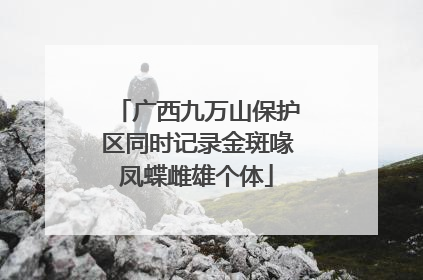 广西九万山保护区同时记录金斑喙凤蝶雌雄个体