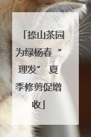 捺山茶园为绿杨春“理发” 夏季修剪促增收
