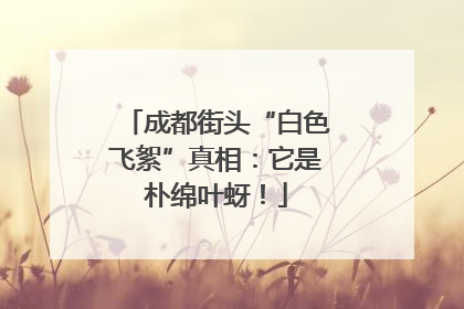 成都街头“白色飞絮”真相：它是朴绵叶蚜！