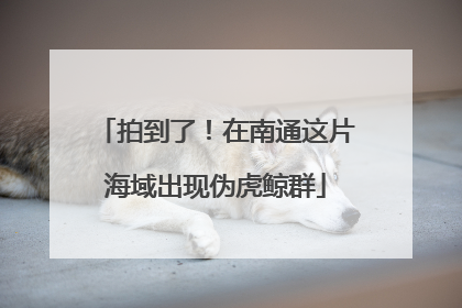 拍到了！在南通这片海域出现伪虎鲸群