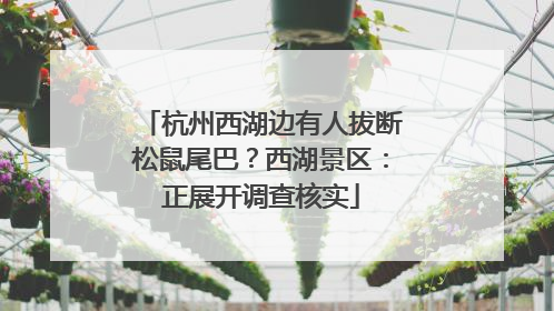 杭州西湖边有人拔断松鼠尾巴？西湖景区：正展开调查核实