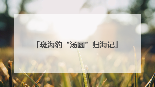 斑海豹“汤圆”归海记