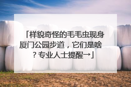 样貌奇怪的毛毛虫现身厦门公园步道，它们是啥？专业人士提醒→