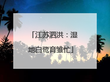 江苏泗洪：湿地白鹭育雏忙