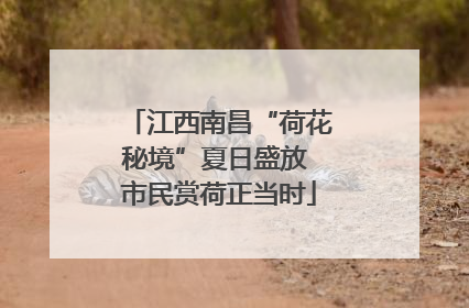 江西南昌“荷花秘境”夏日盛放 市民赏荷正当时