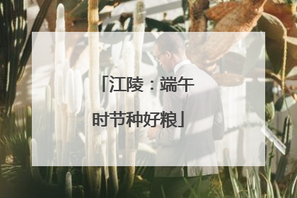江陵：端午时节种好粮