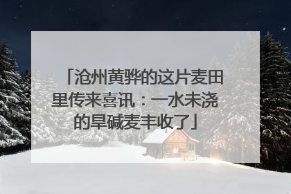 沧州黄骅的这片麦田里传来喜讯：一水未浇的旱碱麦丰收了