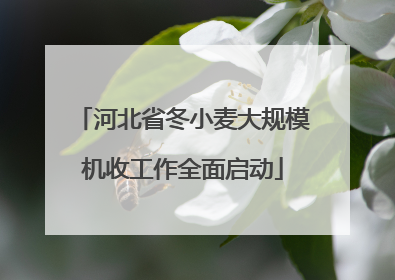 河北省冬小麦大规模机收工作全面启动