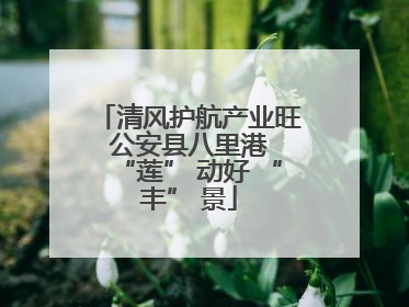 清风护航产业旺 公安县八里港 “莲” 动好 “丰” 景
