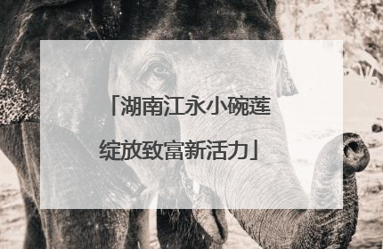 湖南江永小碗莲绽放致富新活力