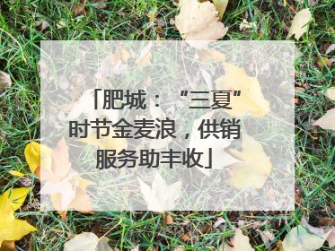 肥城：“三夏”时节金麦浪，供销服务助丰收