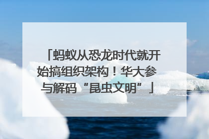 蚂蚁从恐龙时代就开始搞组织架构！华大参与解码“昆虫文明”