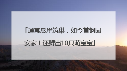 通常悬崖筑巢，如今首钢园安家！还孵出10只萌宝宝