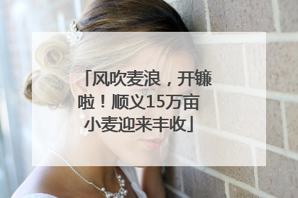 风吹麦浪，开镰啦！顺义15万亩小麦迎来丰收