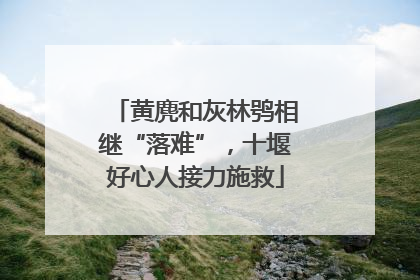 黄麂和灰林鸮相继“落难”，十堰好心人接力施救