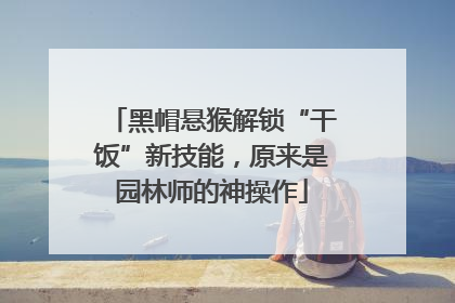黑帽悬猴解锁“干饭”新技能，原来是园林师的神操作